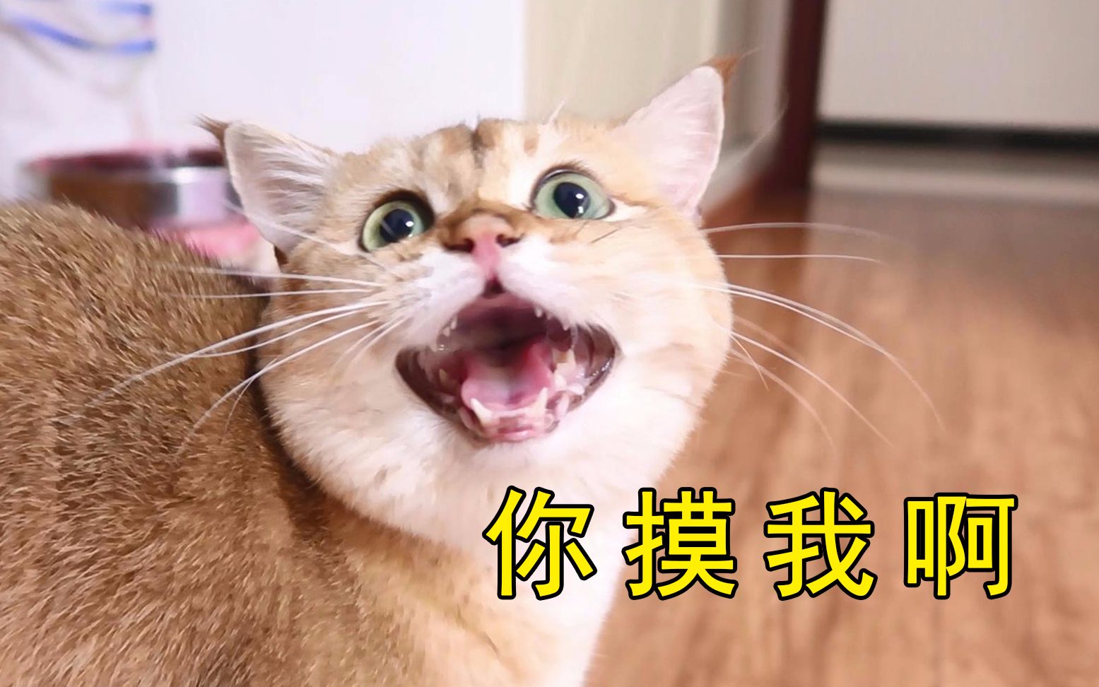 高需求的猫咪是怎样的,猫:你摸我啊?你怎么不摸呢?哔哩哔哩bilibili