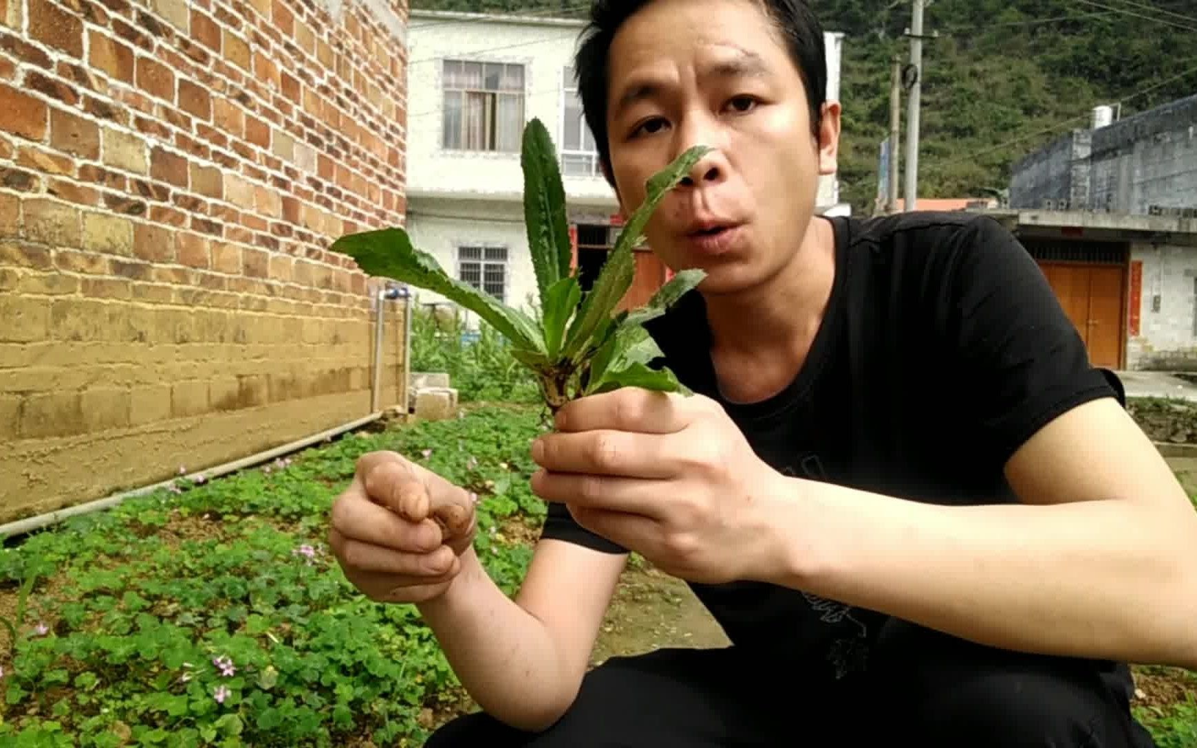 刺芹,比香菜以及香椿都要香,挖点回家种植哔哩哔哩bilibili