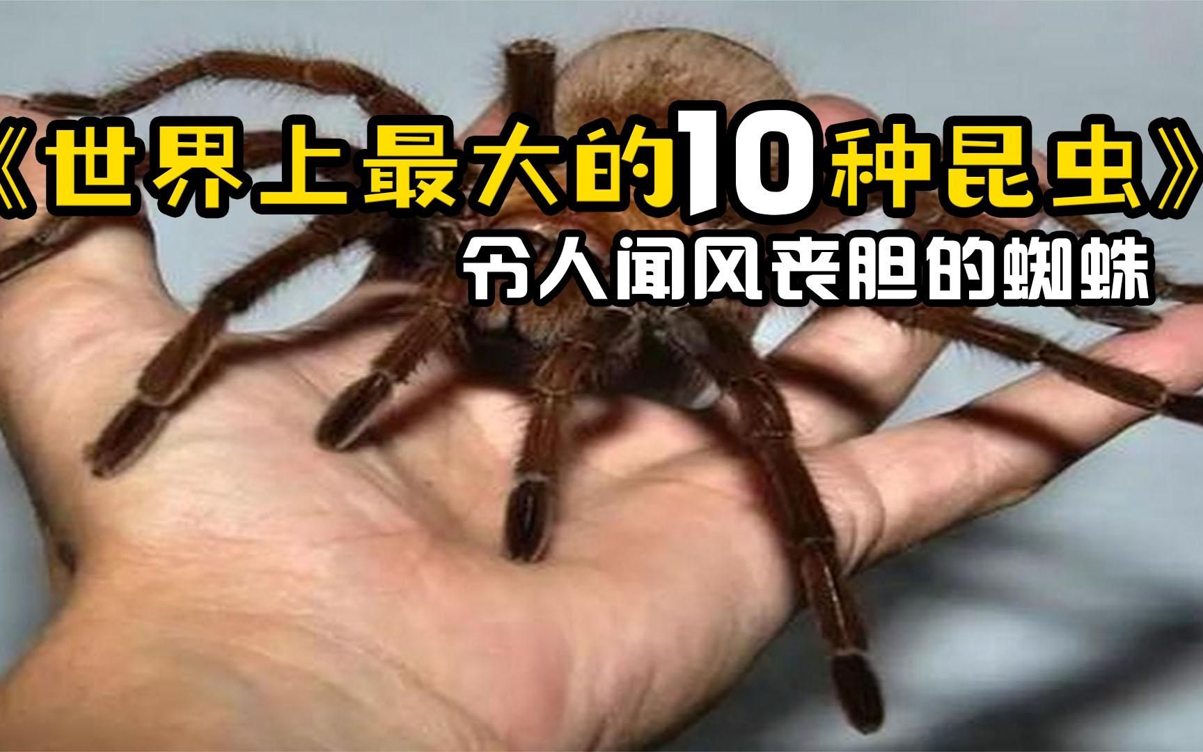 世界上最大的10种昆虫!比雨伞还要大的蜈蚣你见过吗