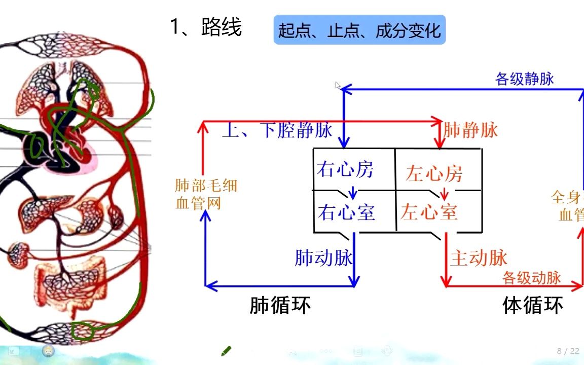 [图]中考生物一轮复习-血液循环