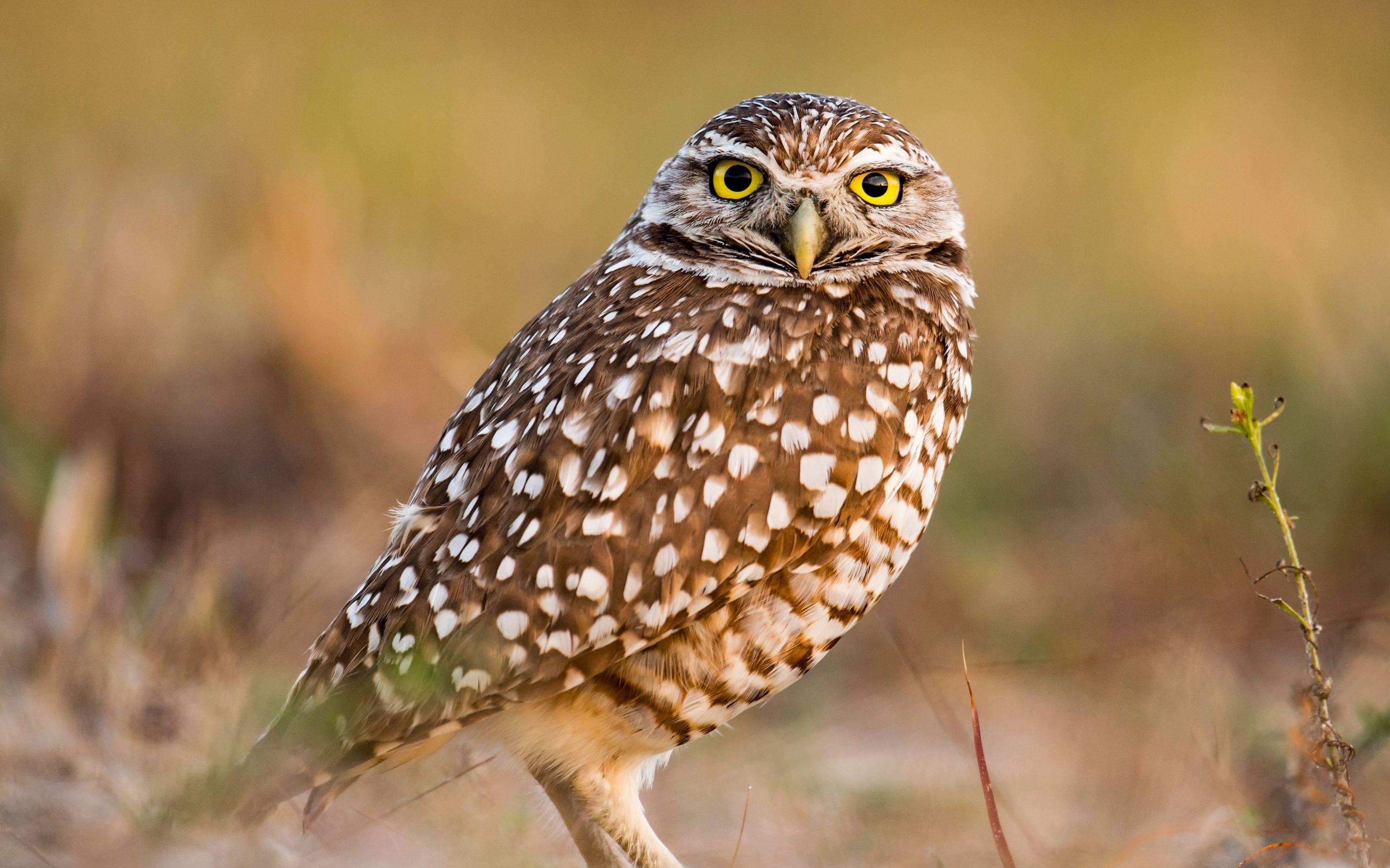 谁的小眼睛还没有看小鸮?超迷你的猫头鹰,人家可是猛禽咧!
