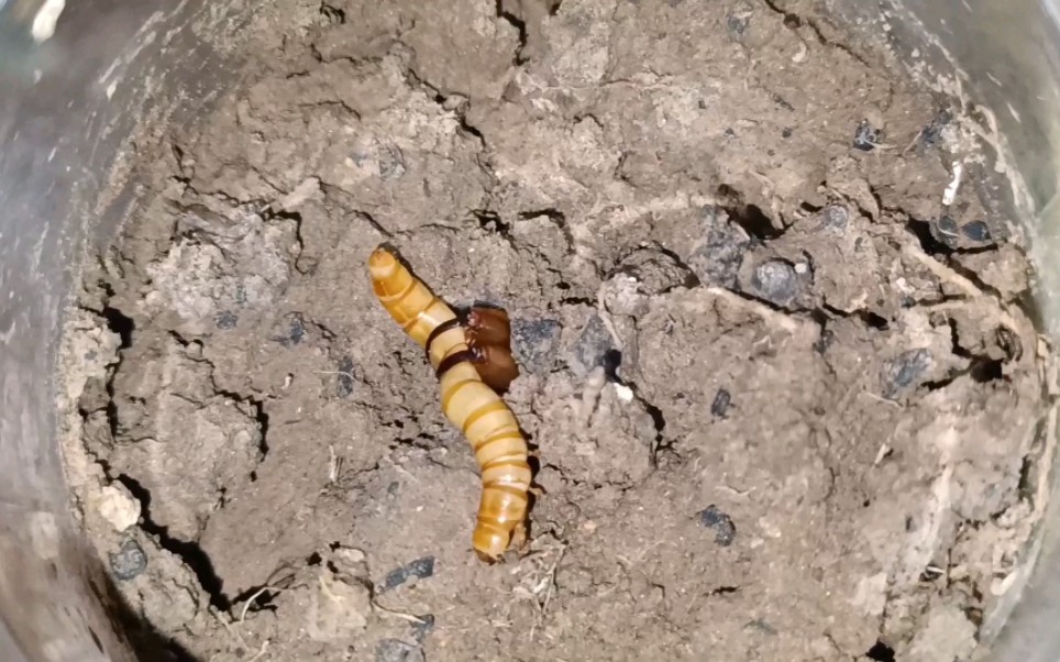 [图]（日常）硬皮地蛛捕食