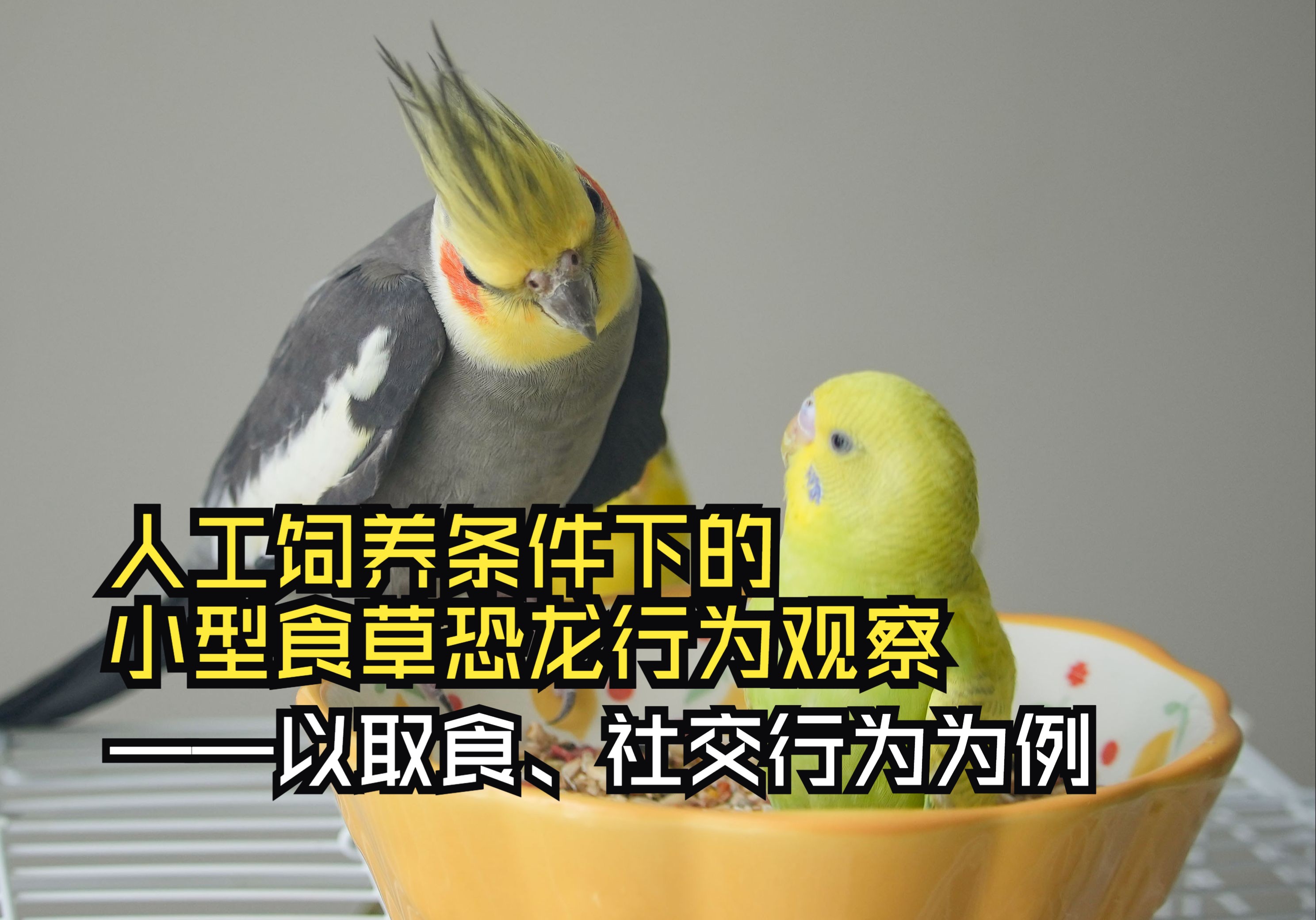 人工饲养条件下的小型食草恐龙行为观察——以取食,社交行为为例