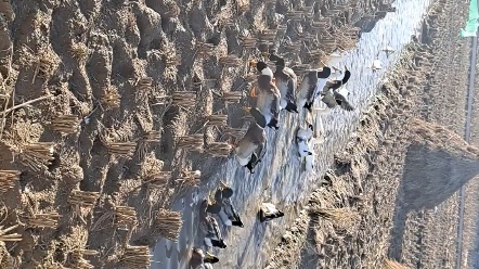 [图]赶鸭子上架之开饭了。。