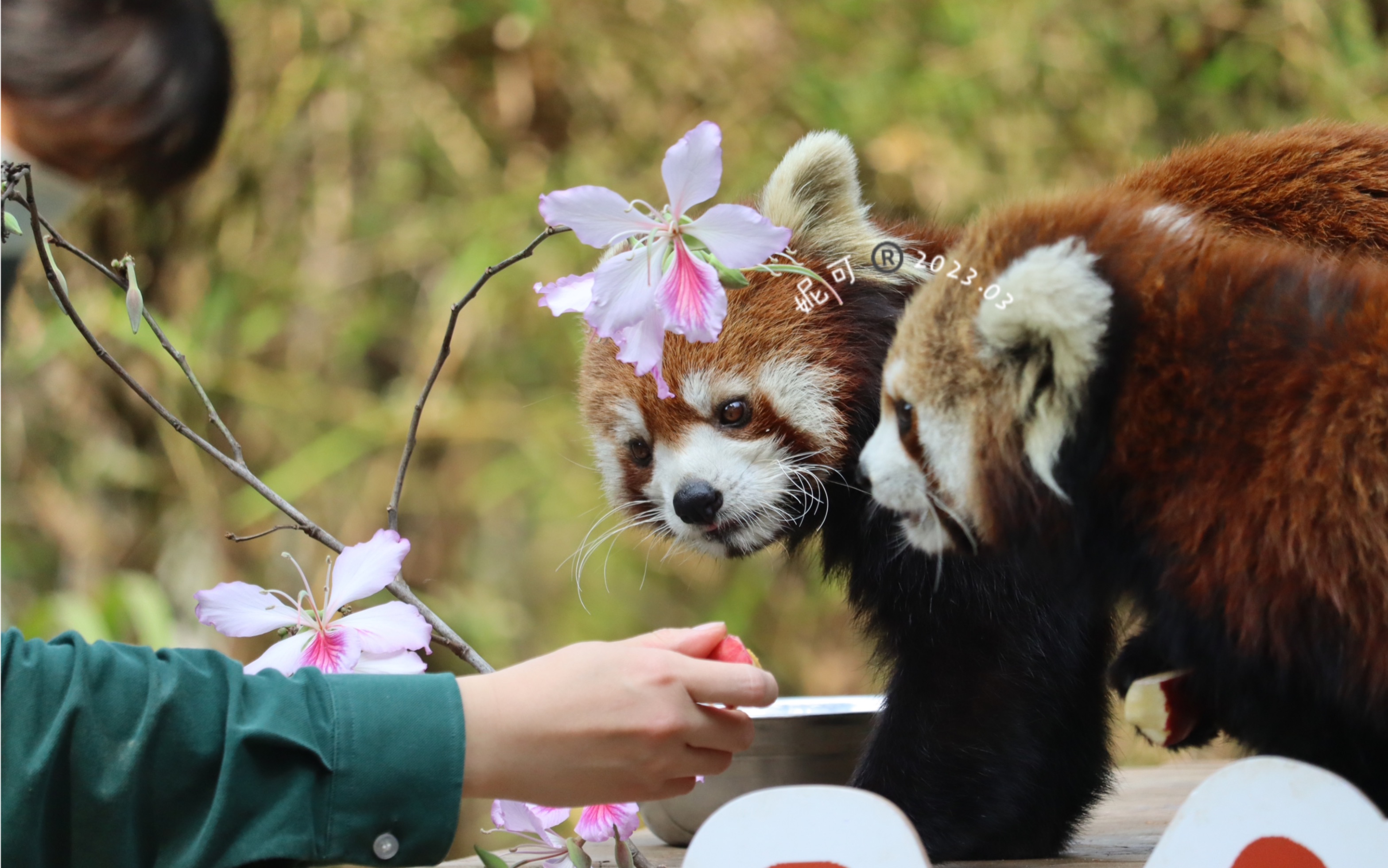 【小熊猫】春日·花花·小熊猫