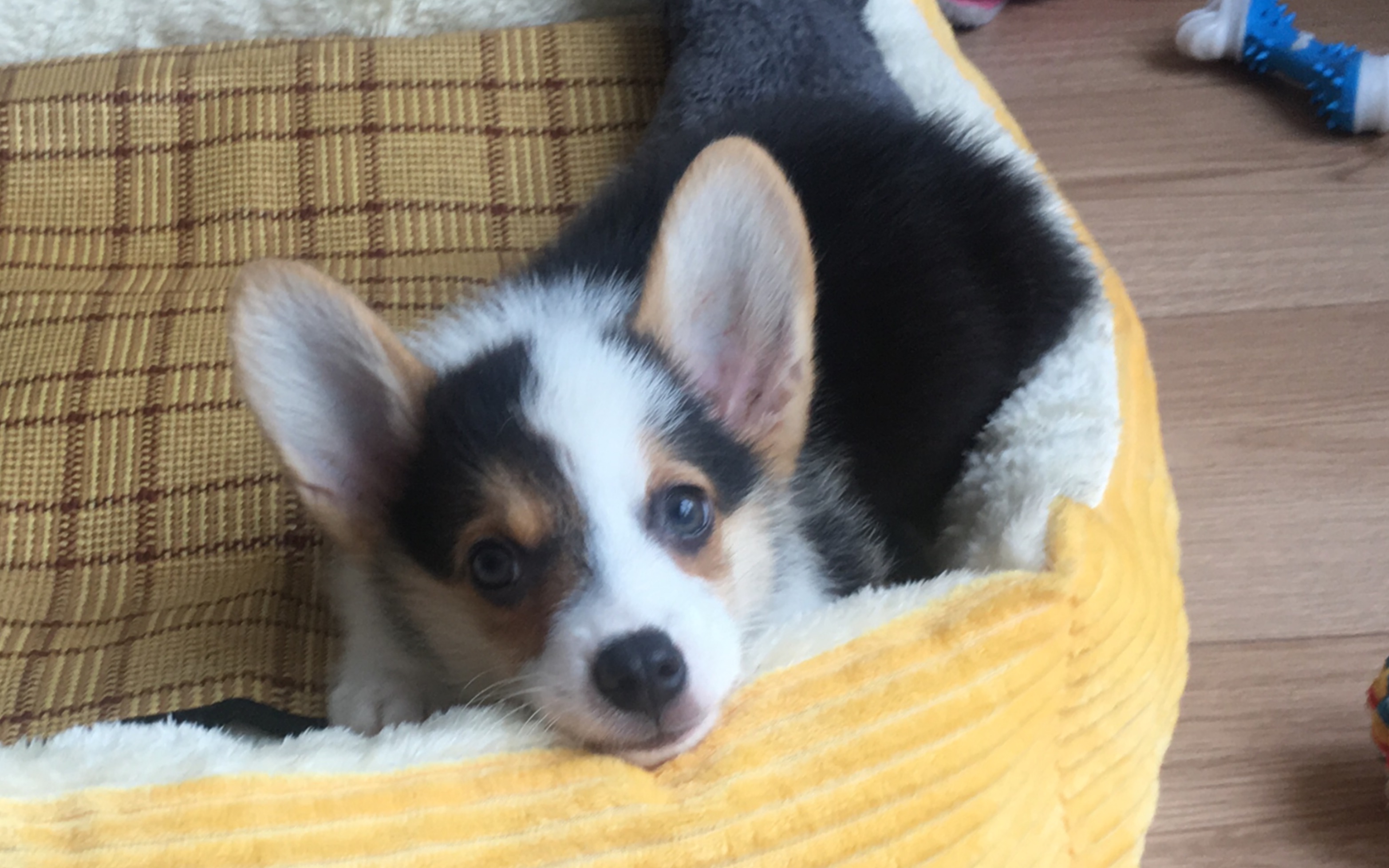 柯基奶狗长大的瞬间-part 2 和你在一起度过的各种狗生第一次