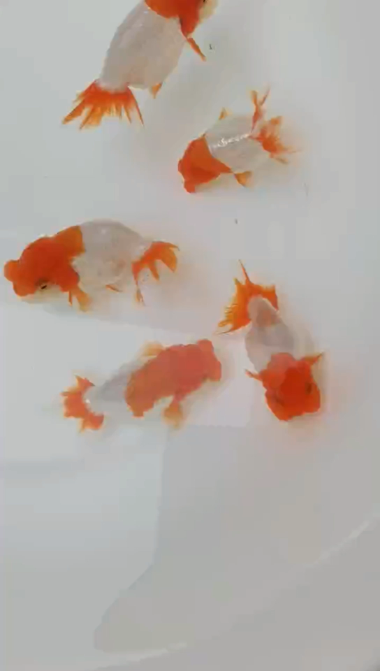 顶级龙头宇野兰寿