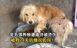 Tải video: 还记得那只领养后惨遭虐待被烫伤的金毛吗？被救24天后状况如何