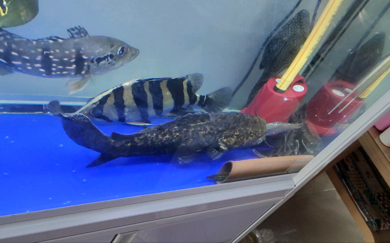 麻花阔嘴鲸40cm喂食