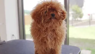 世界上最可爱的狗 Shu And Tree 哔哩哔哩 Bilibili 世界上最可爱的狗 Shu And Tree 哔哩哔哩 Bilibili