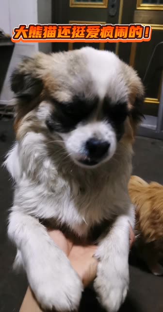 大熊猫挺爱疯闹的