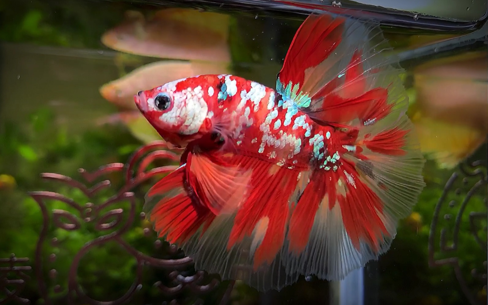 当满天星遇上火焰纹 这枚小可爱真真是极品啦 【泰国斗鱼】【半月斗鱼