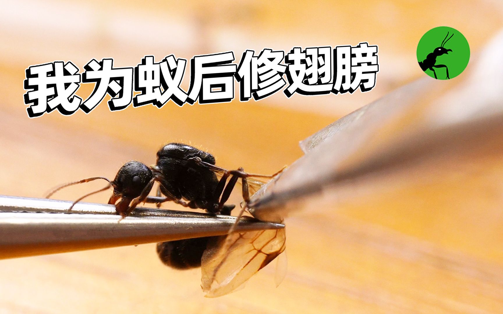 关照最困难的蚁群,还顺便做了个手术!-阿韬ANTS-阿韬ANTS-哔哩哔哩视频