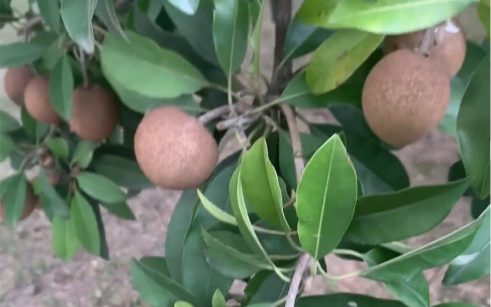 野生龙眼,好大一个!