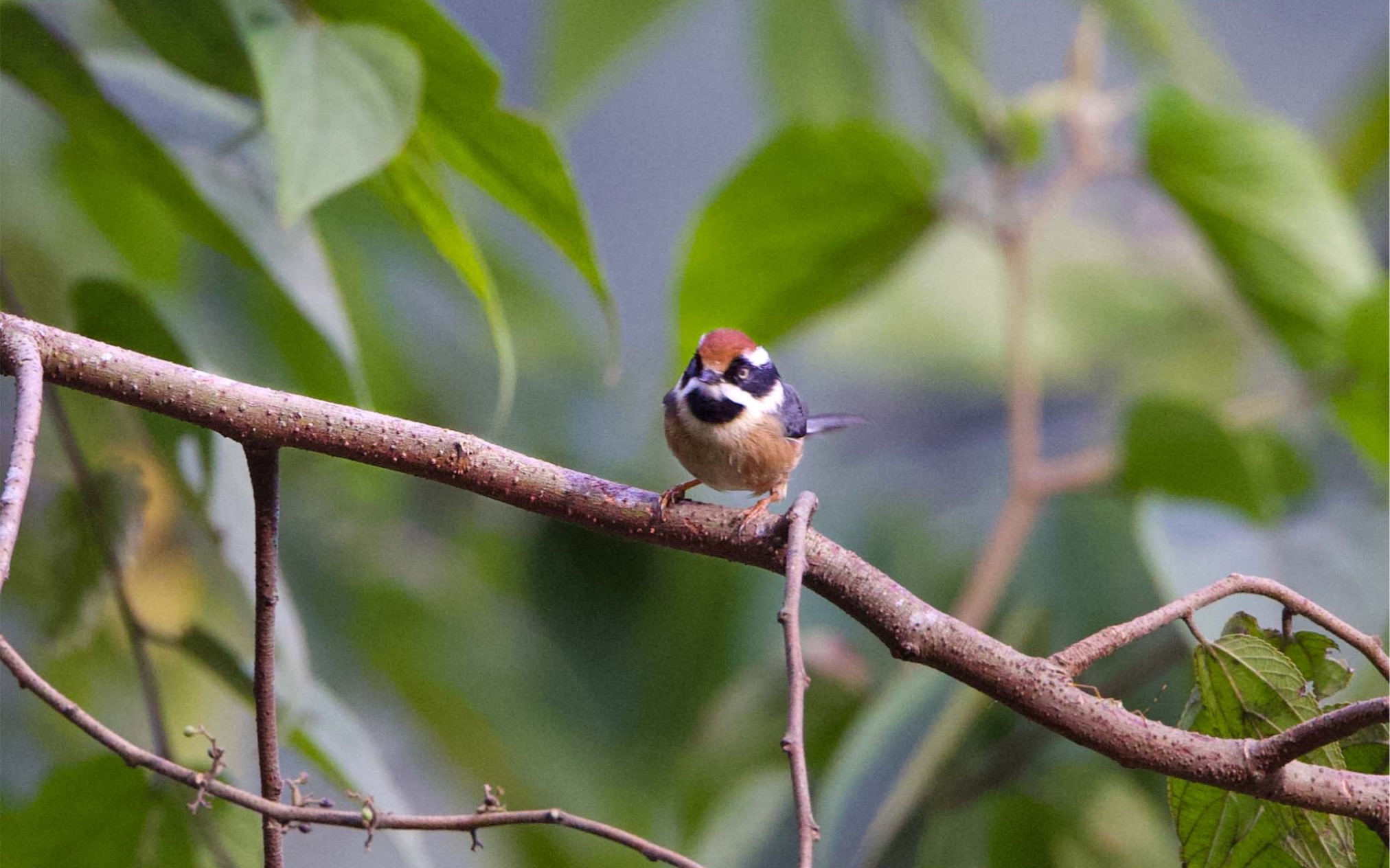 红头长尾山雀指名亚种iredalei