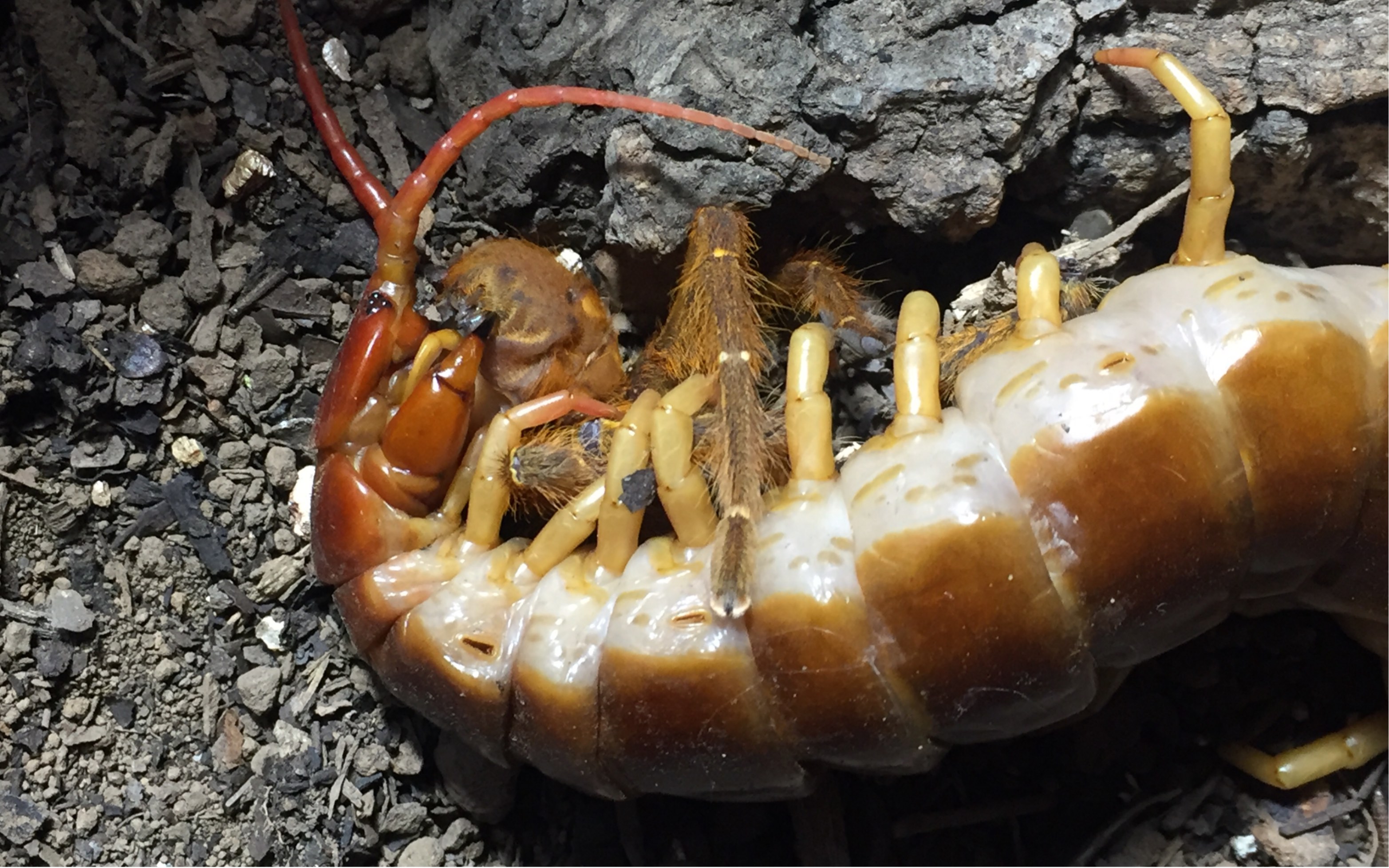 scolopendra dehaani火焰脚巨人蜈蚣捕食捕鸟蛛