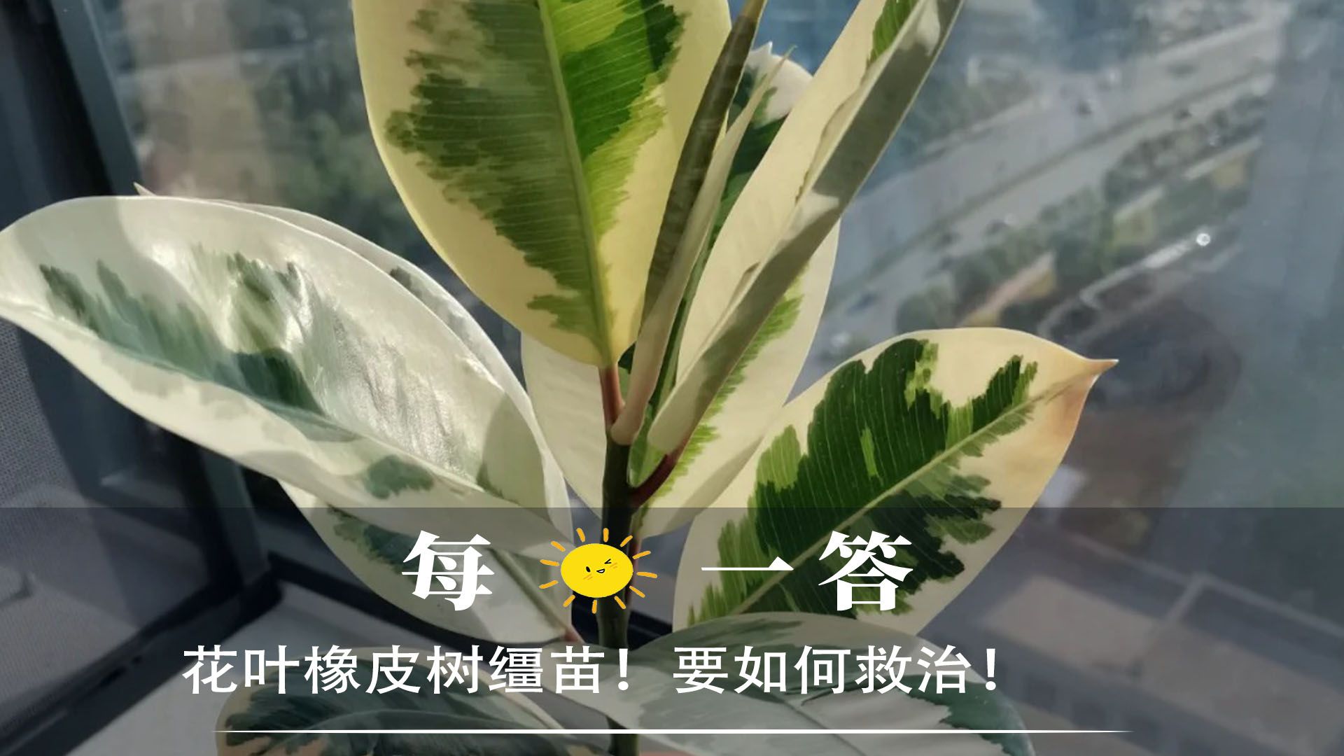 花叶橡皮树缰苗!要如何救治!哔哩哔哩bilibili