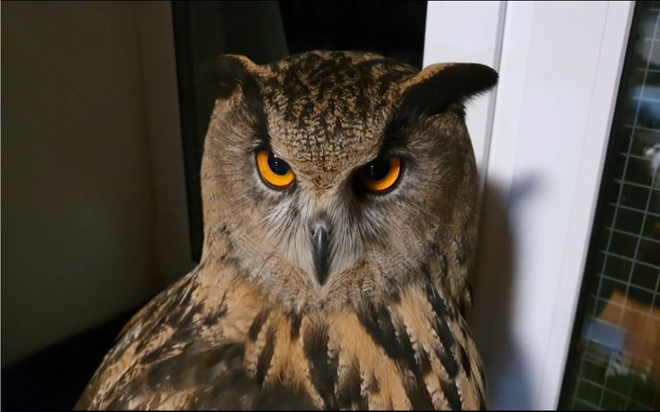 爱皱眉头的憨憨猫头鹰