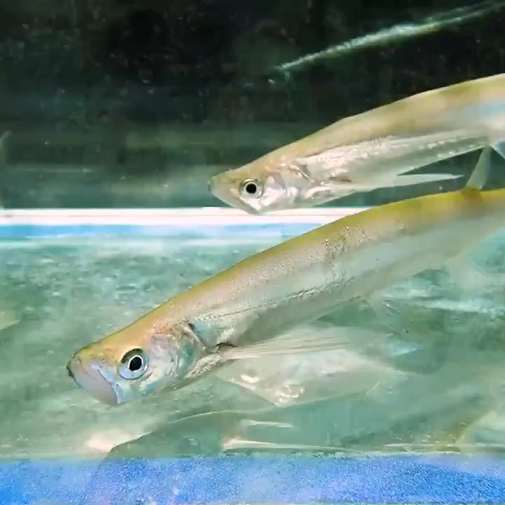 稀有的东南亚翘嘴——大鳍鱼