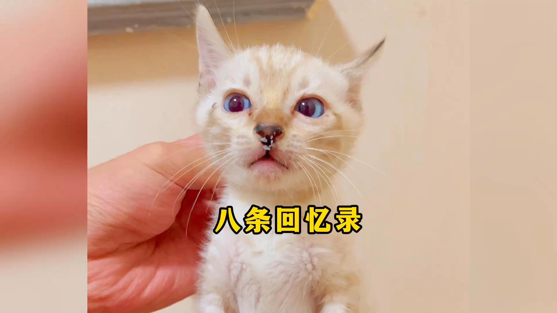 八条5岁回忆录