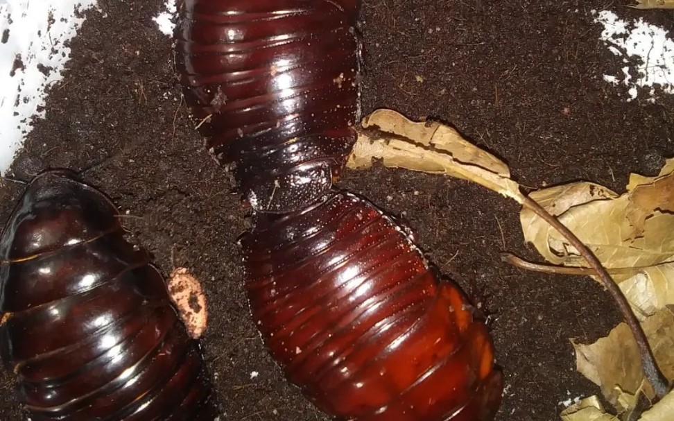 犀牛蟑螂-macropanesthia rhinoceros