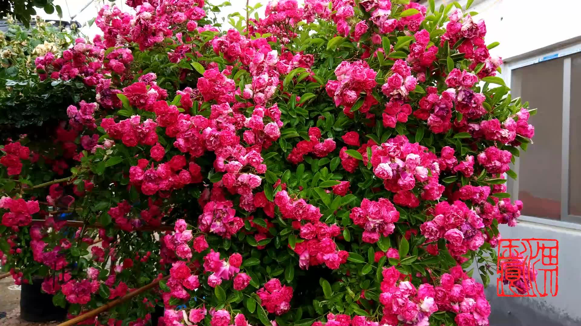 震撼的海棠蔷薇树状月季_哔哩哔哩_bilibili