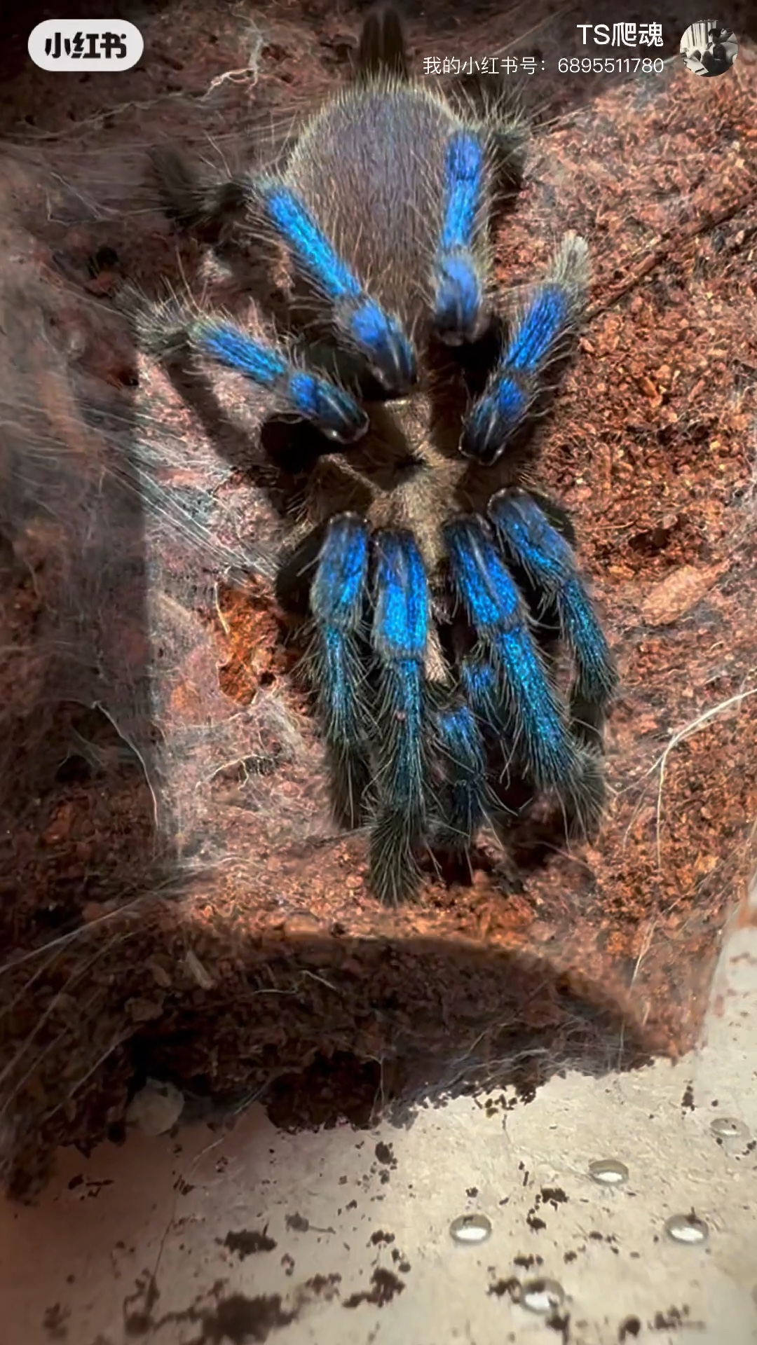 birupes simoroxigorum 婆罗洲蓝宝石 蓝色饱和度最高的捕鸟蛛品种.