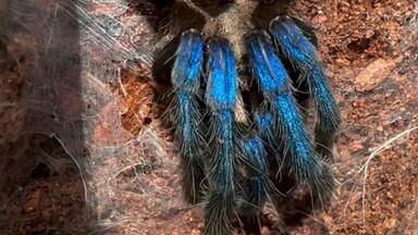 Bistriopelma lamasi 秘鲁小天使交配-ts爬魂_哔哩哔哩_bilibili