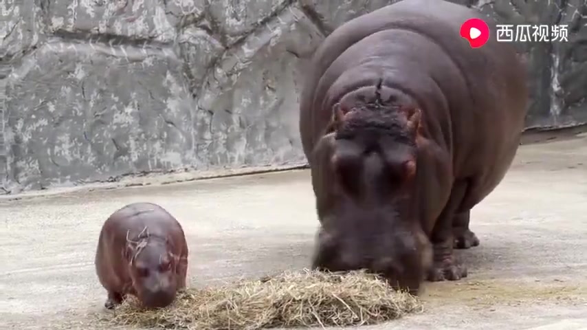 [图]河马妈妈叫小河马起来吃饭