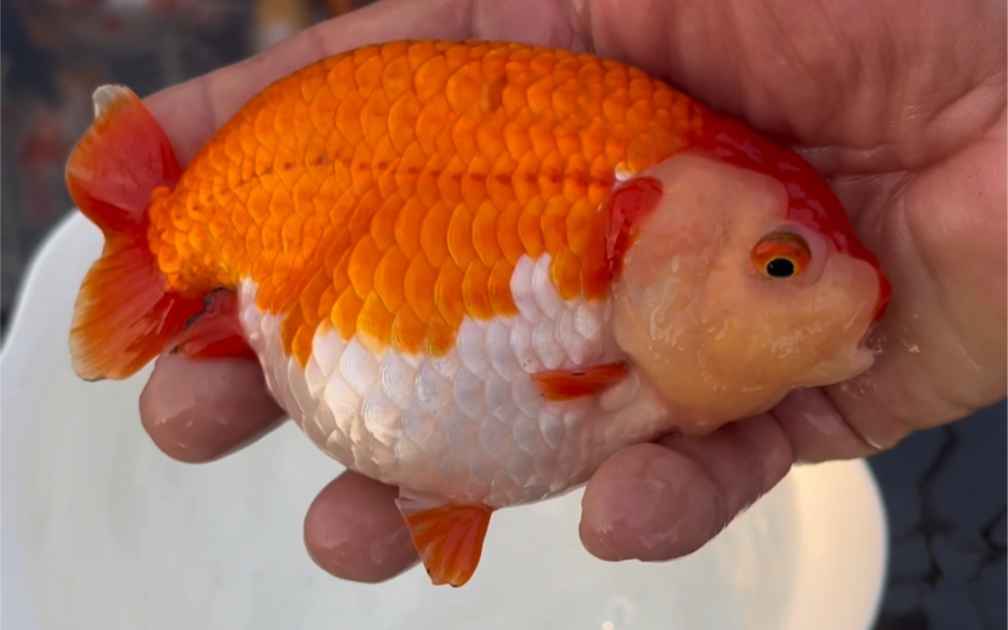 兰寿金鱼 精品红袍