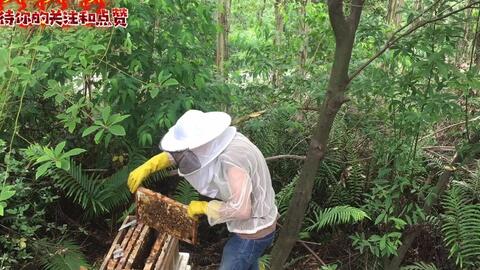 检查蜂群防止发生分蜂 发现这样可以有效延缓蜜蜂产生分蜂热 哔哩哔哩 Bilibili