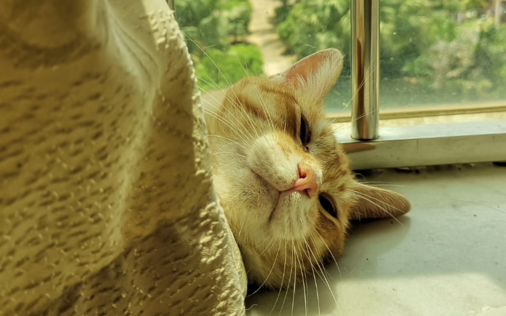 橘猫也太可爱了吧!