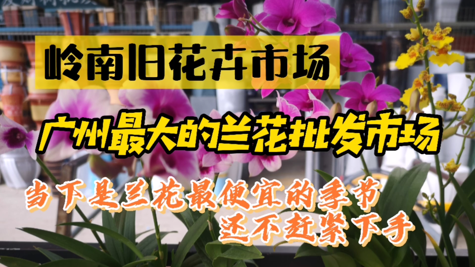 广州最大兰花批发市场:这个季节的蝴蝶兰、石斛兰和文心兰超级便宜哔哩哔哩bilibili