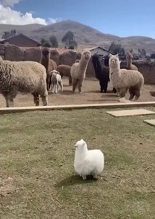 活动  超迷你羊驼也太可爱了吧