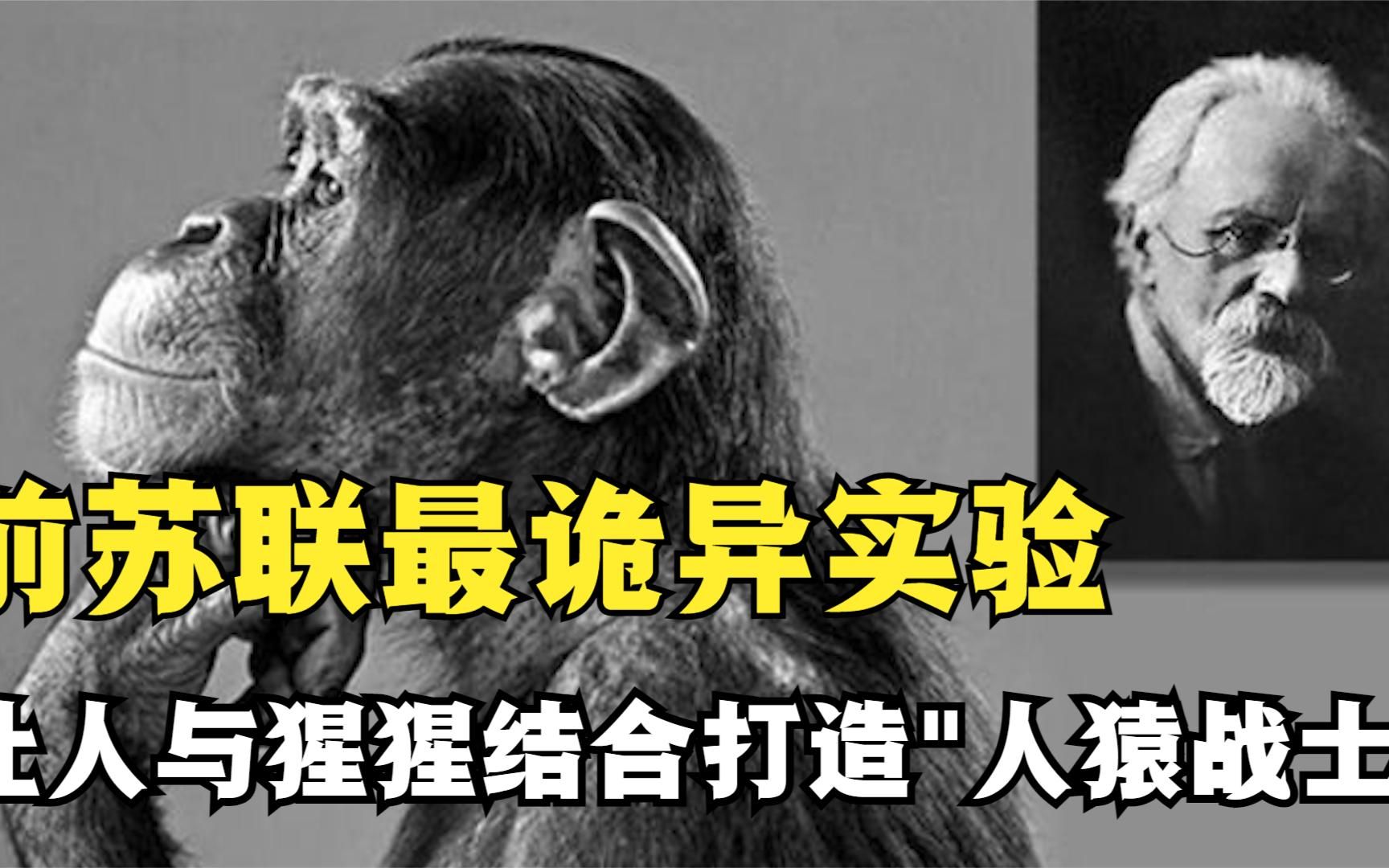 前苏联最诡异的实验:企图让人与猩猩结合打造人猿战士,结局如何