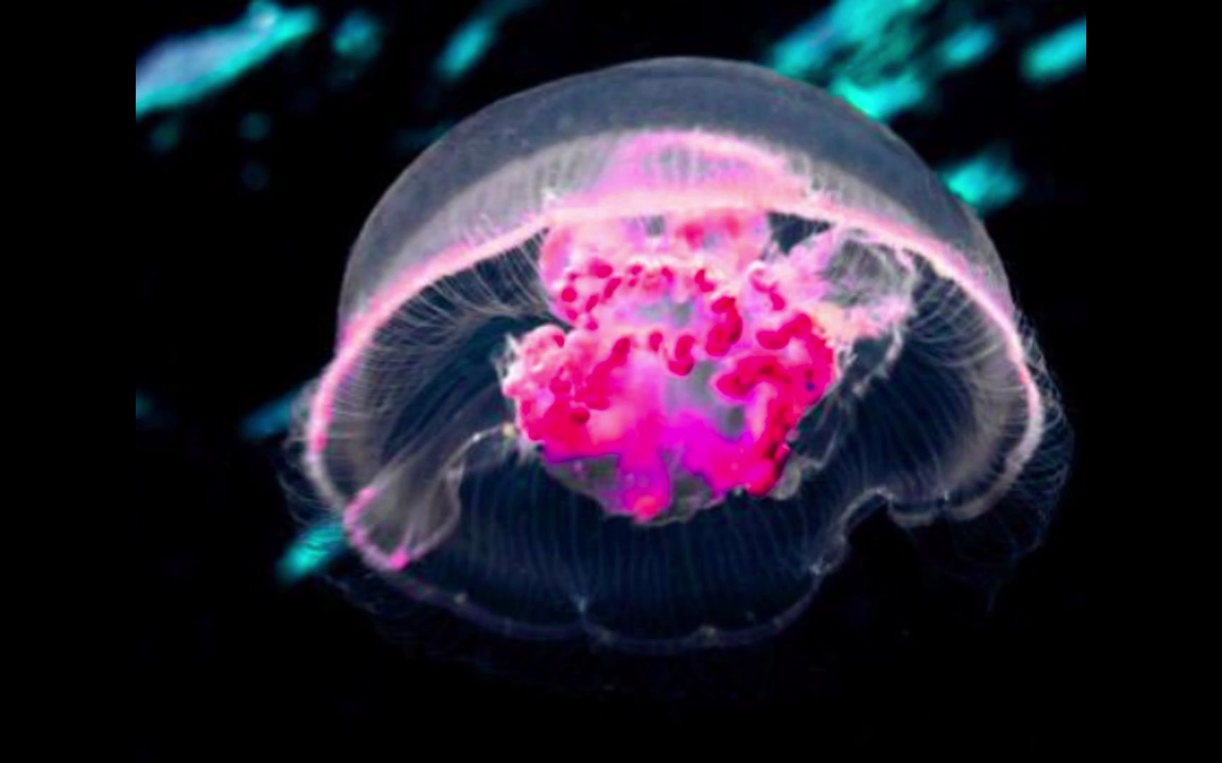 科学家照水母耳朵的结构和功能设计了水母耳风暴预测仪