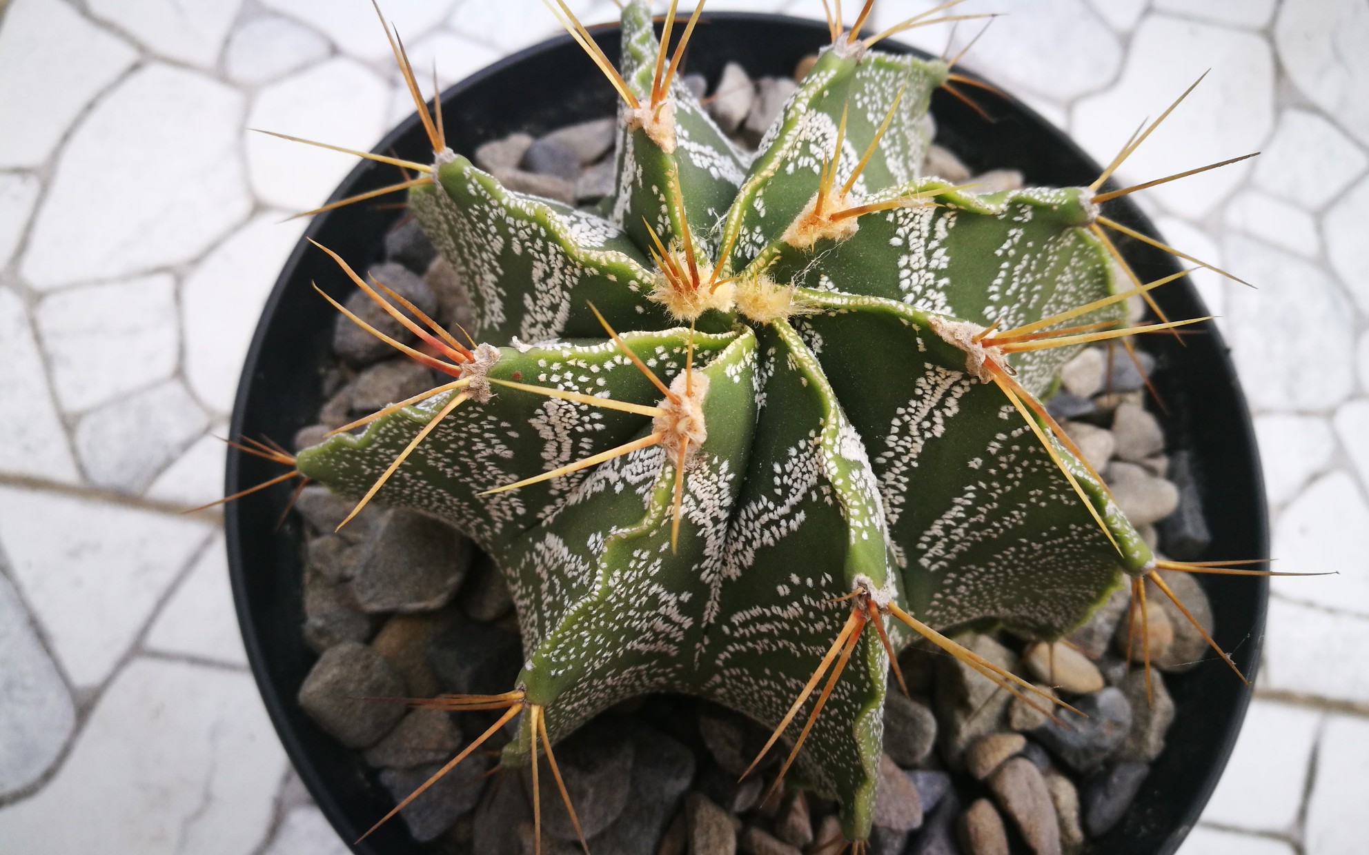 大猫多肉:仙人球——般若