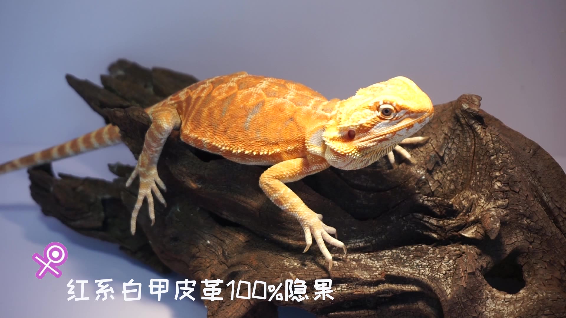 活动作品新入红系鬃狮蜥给我家卡布达找老婆