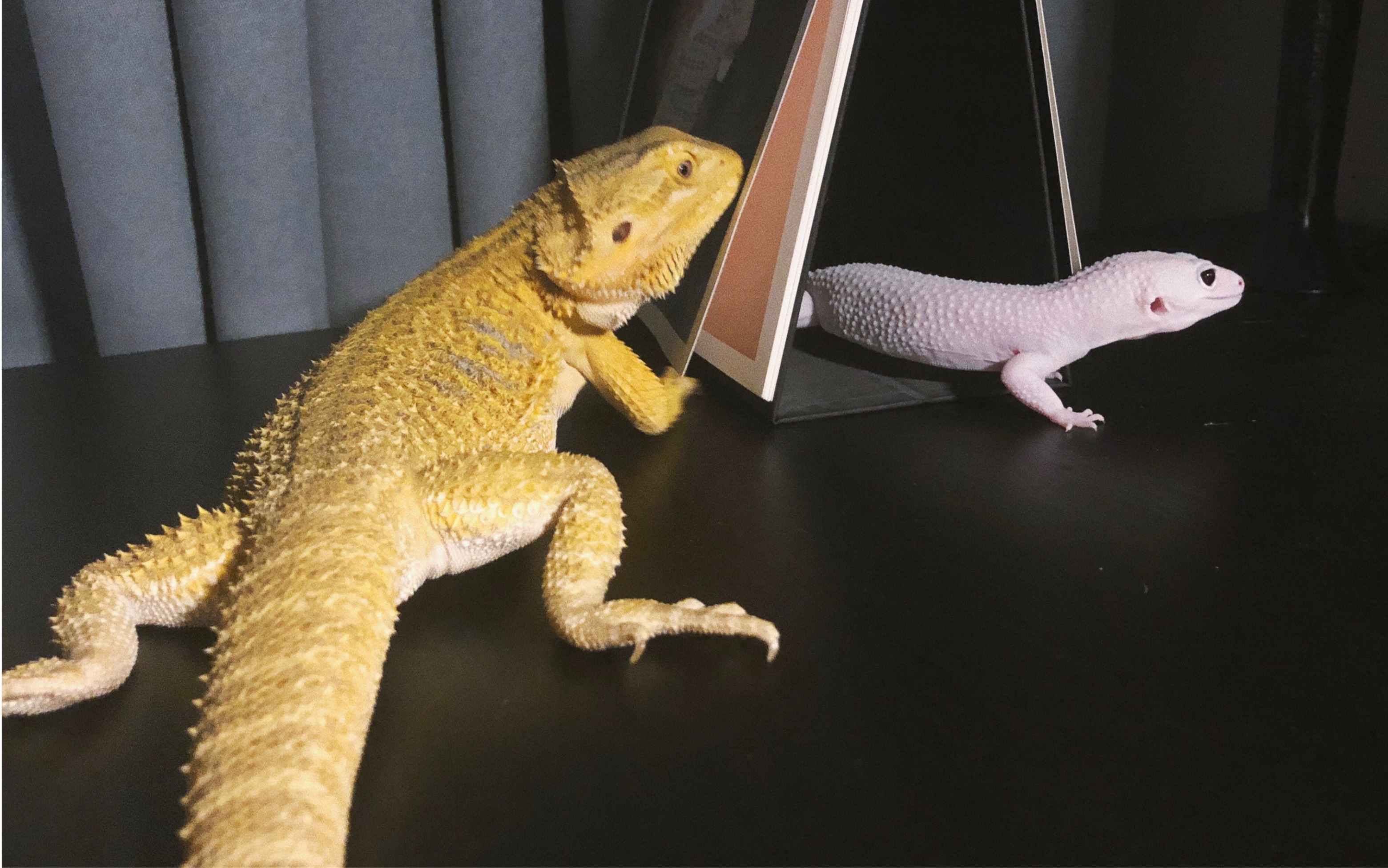 鬃狮蜥豹纹守宫搞笑集锦