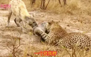 Download Video: 打工豹捕猎疣猪，被鬣老二捡现成！