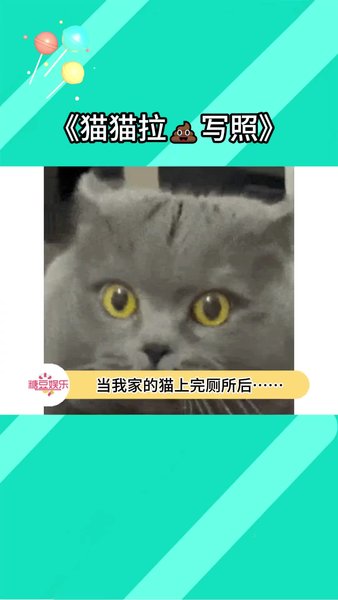 一套假动作行云流水,哪里都刨就是不刨猫砂!#猫咪的迷惑行为#动画#萌宠哔哩哔哩bilibili