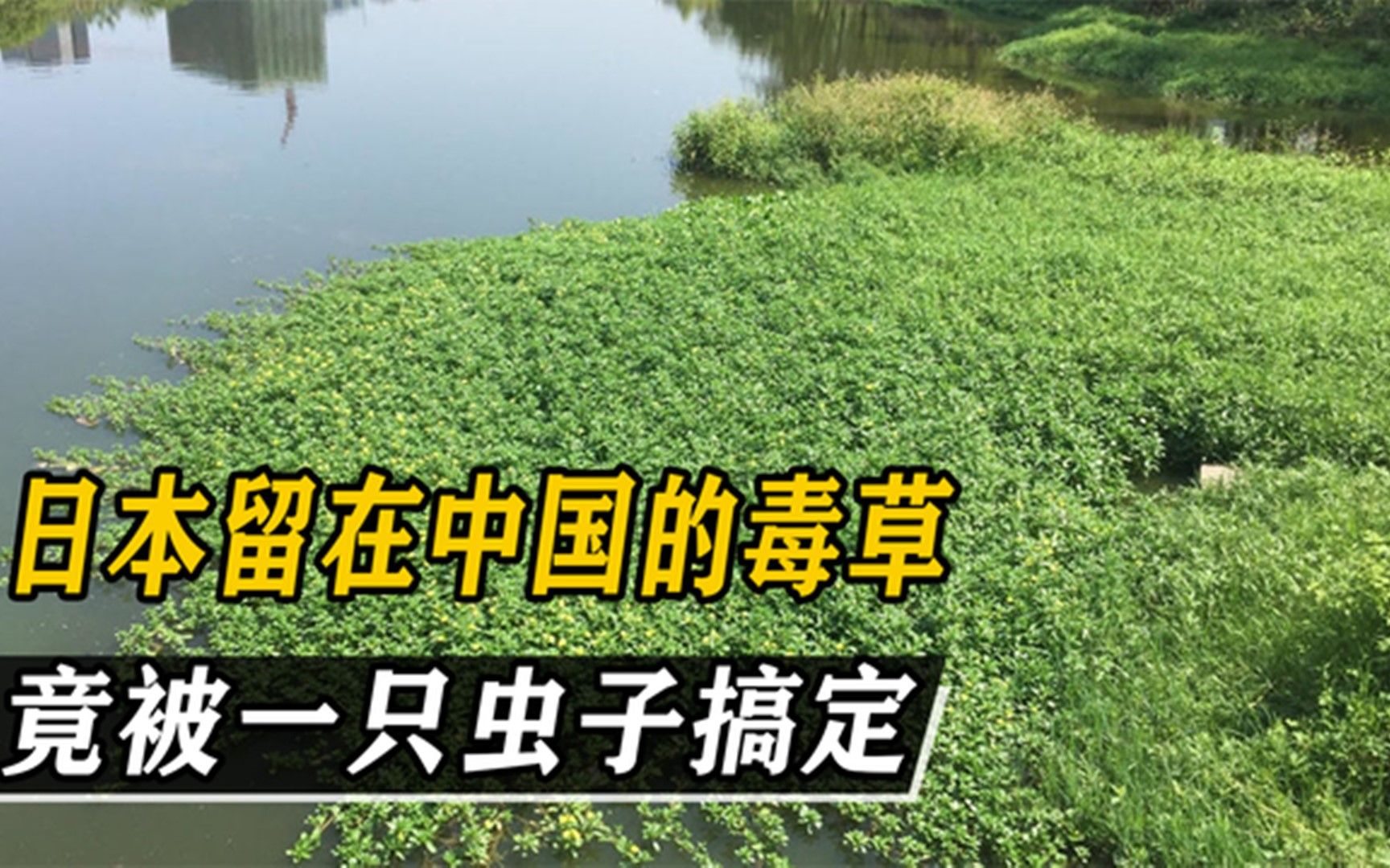 日本留在我国的入侵植物.花2亿都难清理.却为啥被小虫子团灭哔哩哔哩bilibili