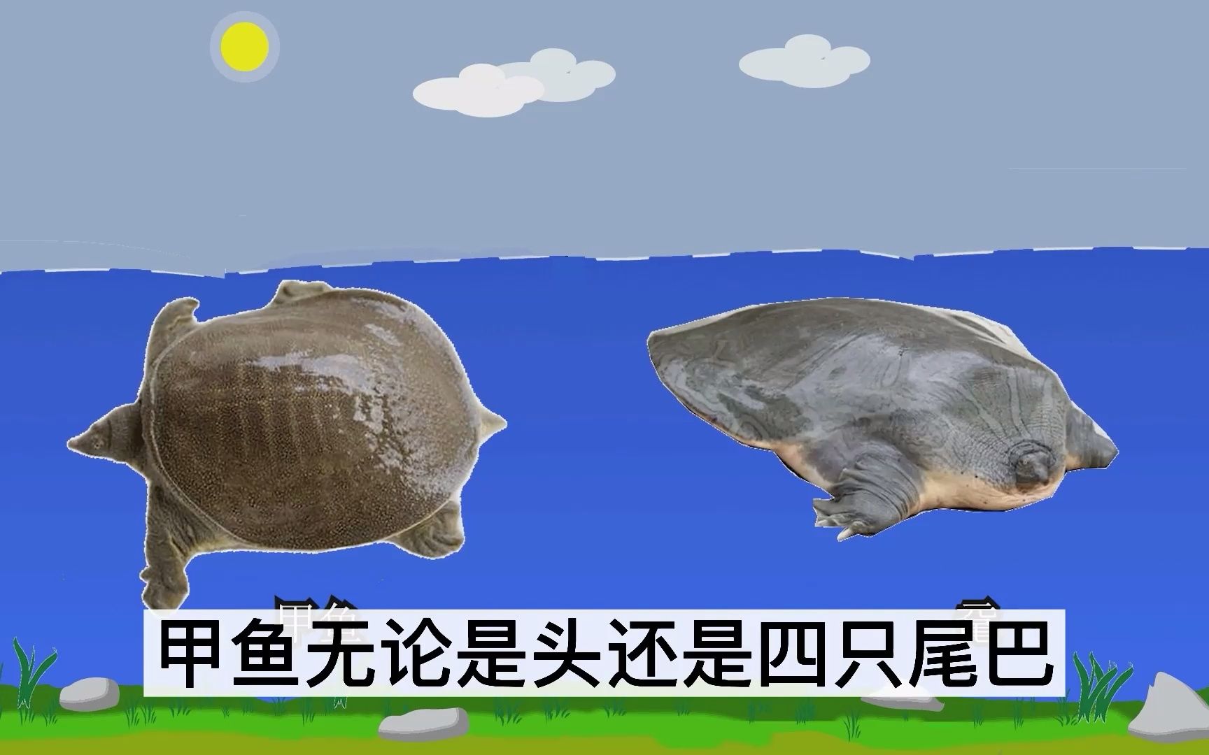 钓到这种怪异甲鱼赶紧放生!它是一级保护动物,真实名字叫做鼋!