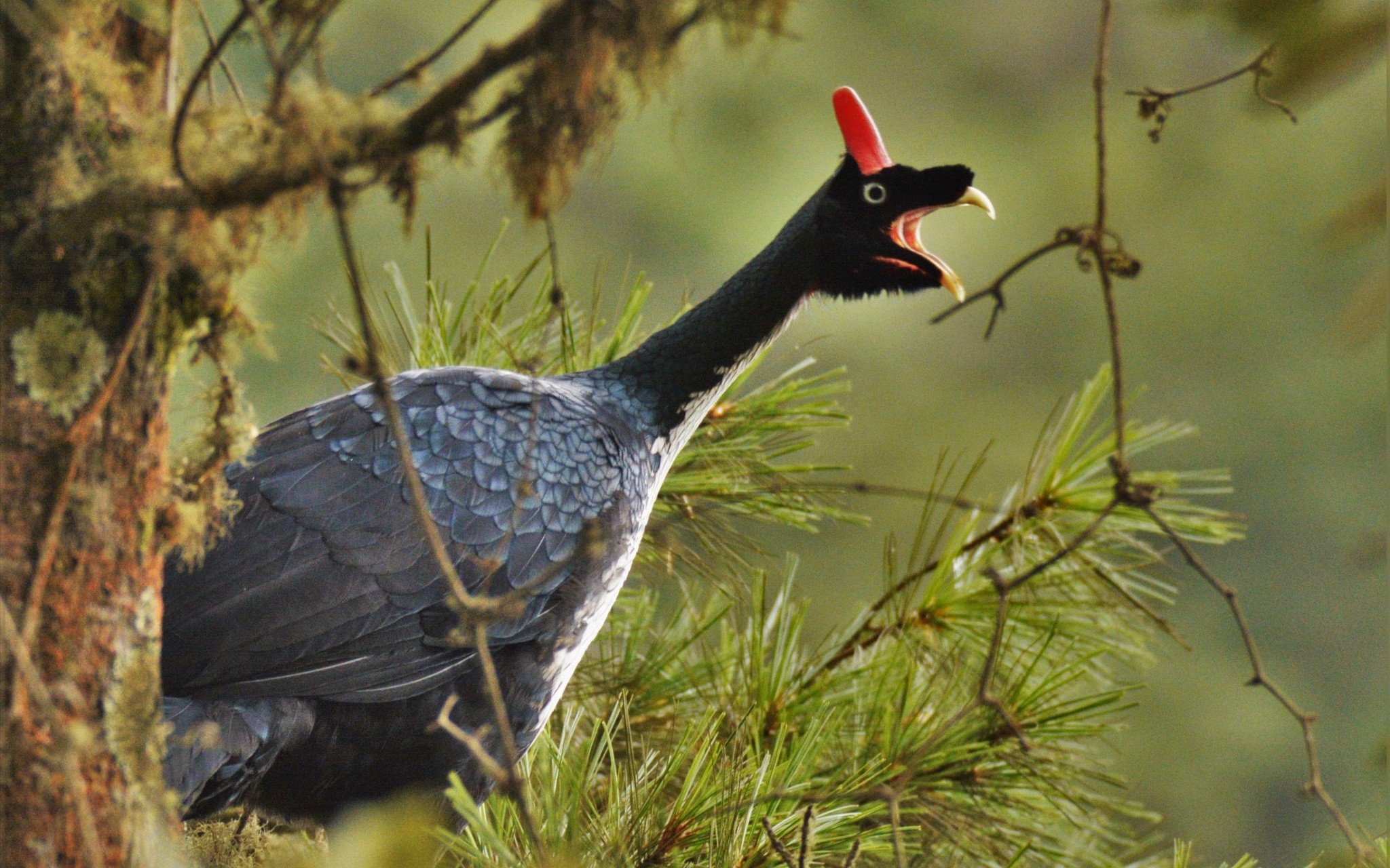 【角冠雉】一柱擎天,长相怪异的野鸡