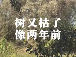 Download Video: 中秋节不想看月亮，只想下雨！重庆大片竹子和行道树枯死的场面，就像两年前的夏天，不知高烧不退好久是个头