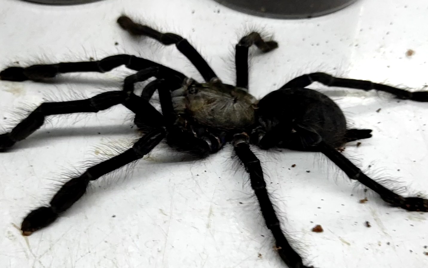 新加坡蓝捕鸟蛛饲养科普饲养视频