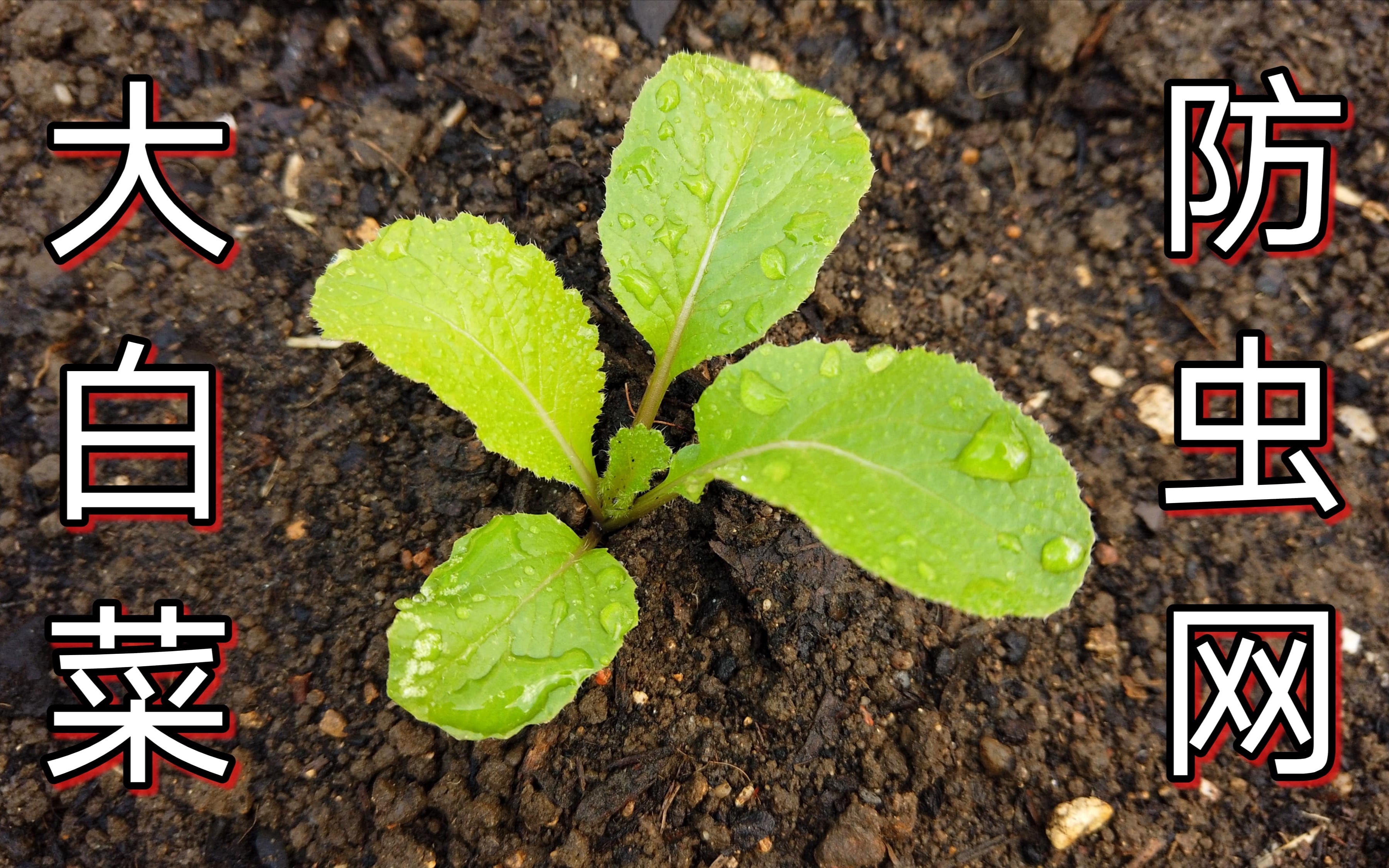 大白菜种植之定植,防虫网的使用,全程天津话哔哩哔哩bilibili