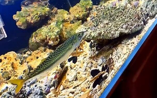 军师们,花鲅鱼怎么喂,想个办法.