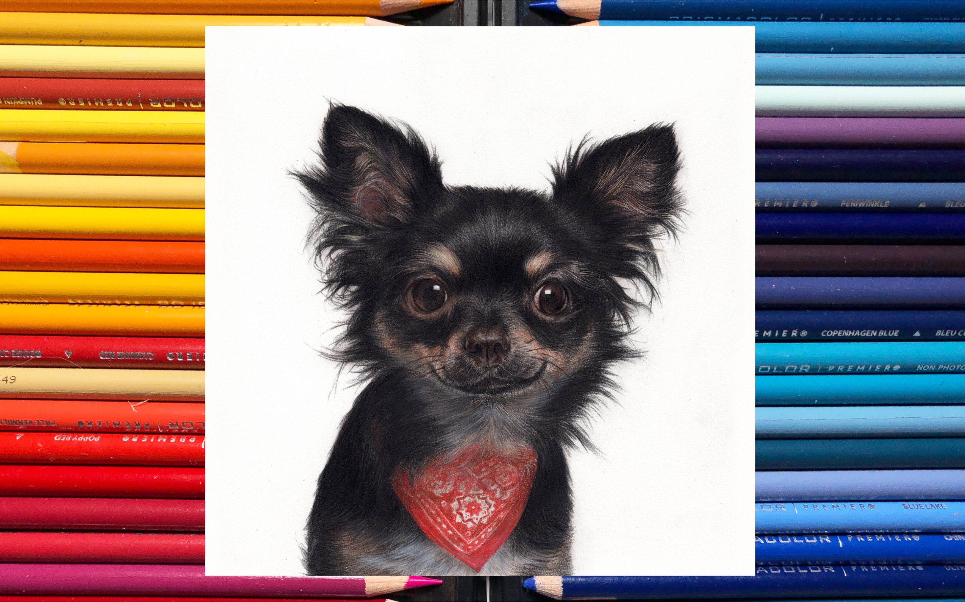 【彩铅画】彩铅画吉娃娃过程