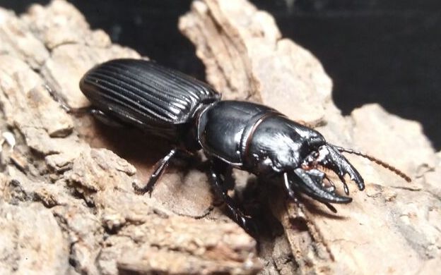 (好久没出场的)巨蝼步甲 吔 面包虫